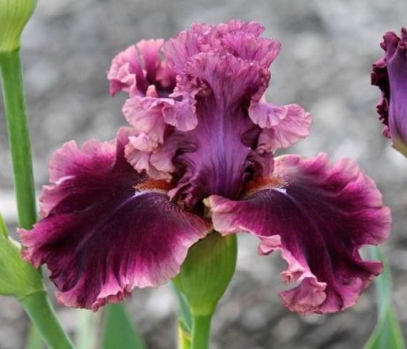 Purple Iris - Paint with Diamonds - diamond-painting-bliss.myshopify.com