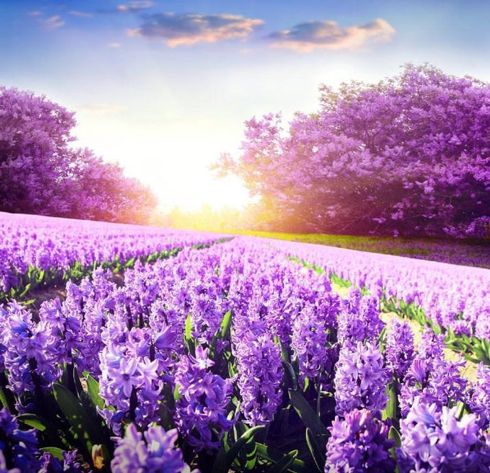 Purple Lavender Fields - Paint by Diamonds - diamond-painting-bliss.myshopify.com