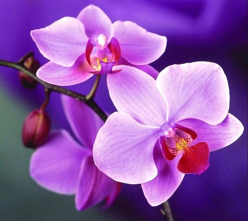 Purple Orchids Diamond Painting Kit - diamond-painting-bliss.myshopify.com
