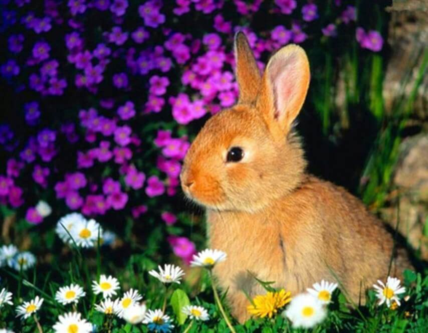 Rabbit Sitting in Flowers - diamond-painting-bliss.myshopify.com