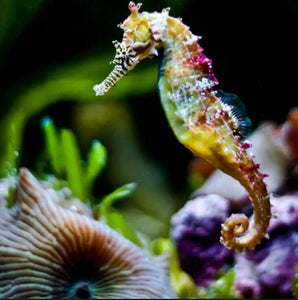 Rainbow Seahorse - Paint with Diamonds - diamond-painting-bliss.myshopify.com