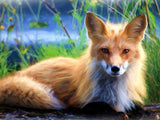 Red Fox - Paint with Diamonds - diamond-painting-bliss.myshopify.com