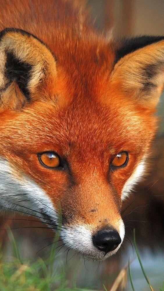 Red Fox Looking Toward the Target - diamond-painting-bliss.myshopify.com