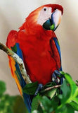 Red Parrot Diamond Painting Kit - diamond-painting-bliss.myshopify.com
