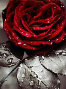 Red Rose 5D Diamond Painting - diamond-painting-bliss.myshopify.com