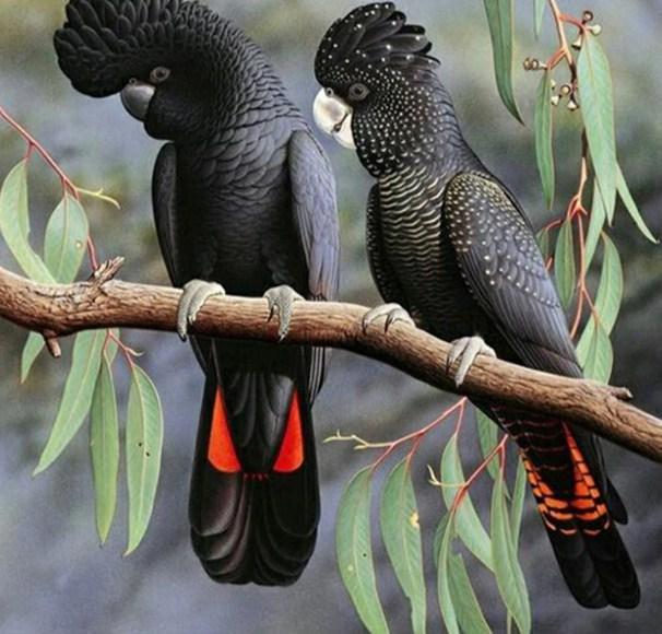 Red Tailed Black Cockatoo Pet - diamond-painting-bliss.myshopify.com