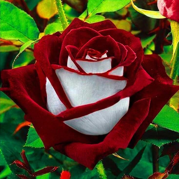 Red White Osiria Ruby Rose - diamond-painting-bliss.myshopify.com