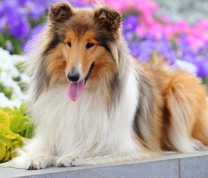 Rough Collie Diamond Painting - diamond-painting-bliss.myshopify.com