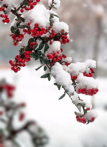 Russian Winter & Snow on Flower Buds - diamond-painting-bliss.myshopify.com