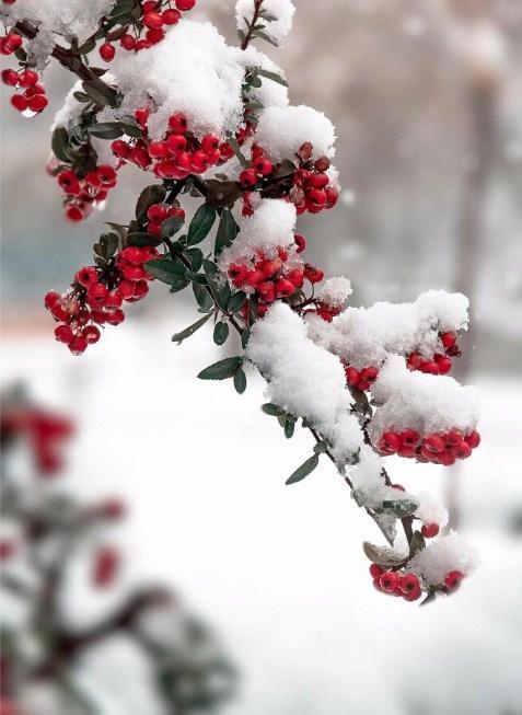 Russian Winter & Snow on Flower Buds - diamond-painting-bliss.myshopify.com