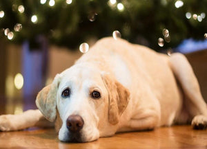 Sad Labrador Retriever Dog - diamond-painting-bliss.myshopify.com