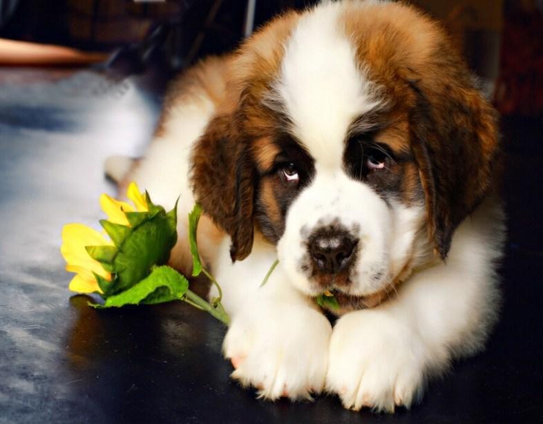 Saint Bernard Puppy & Yellow Flowers - diamond-painting-bliss.myshopify.com