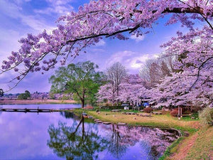 Sakura Trees Paint by Diamonds - diamond-painting-bliss.myshopify.com