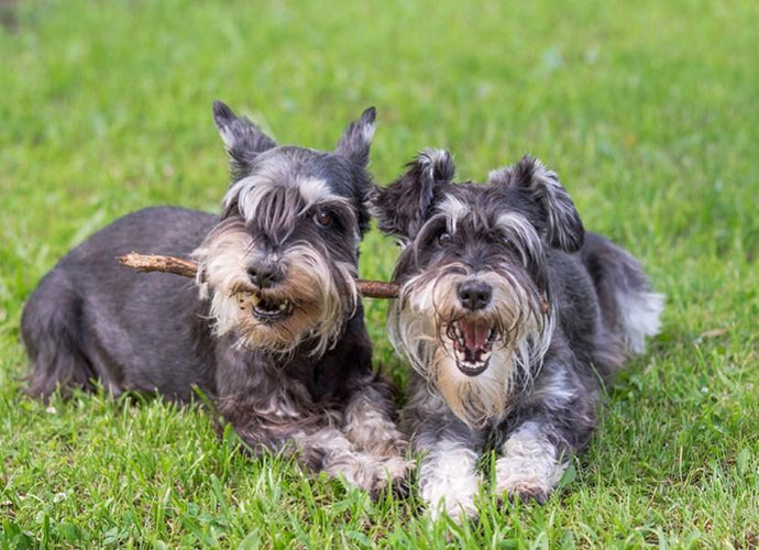 Schnauzer Lady & the Tramp Dogs - diamond-painting-bliss.myshopify.com