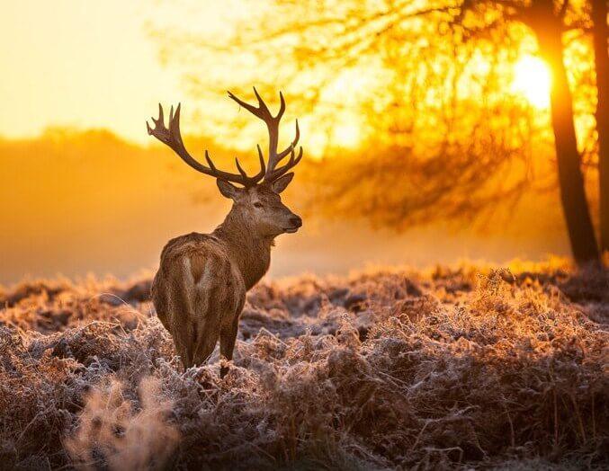 Setting Sun & Deer Painting Kit - diamond-painting-bliss.myshopify.com