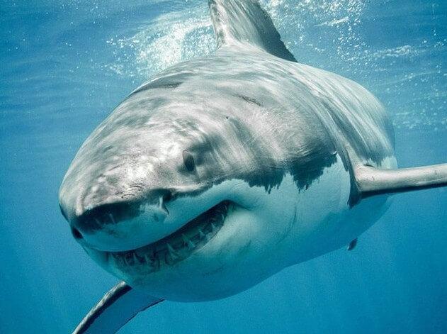 Shark in Blue Water - diamond-painting-bliss.myshopify.com