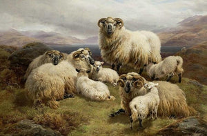 Sheep in the Highlands - diamond-painting-bliss.myshopify.com