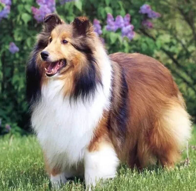 Sheltie Diamond Painting Kit - diamond-painting-bliss.myshopify.com
