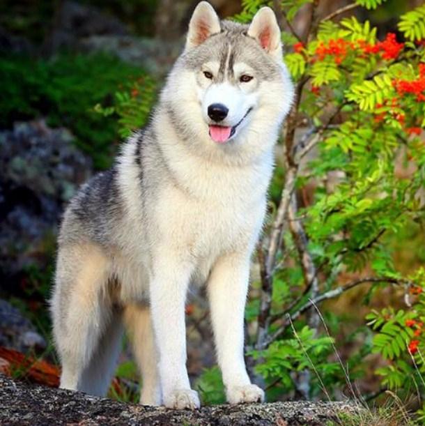 Siberian Husky - Paint by Diamonds - diamond-painting-bliss.myshopify.com