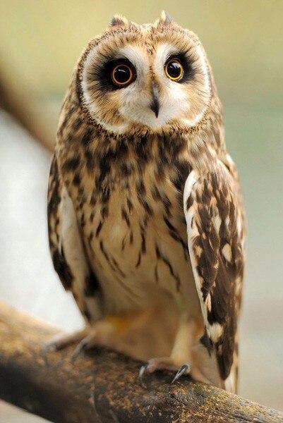 Sitting Owl Diamond paint - diamond-painting-bliss.myshopify.com