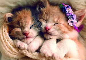 Sleeping Cute Kittens - diamond-painting-bliss.myshopify.com