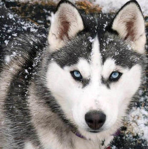 Snow Wolf Diamond Painting Kit - diamond-painting-bliss.myshopify.com