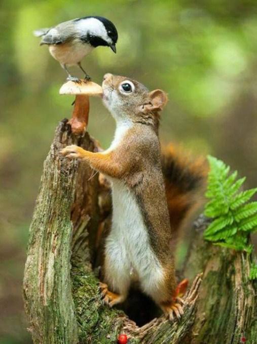 Squirrel & Sparrow - Paint by Diamonds - diamond-painting-bliss.myshopify.com