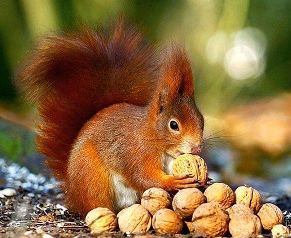 Squirrel eating Walnuts - diamond-painting-bliss.myshopify.com