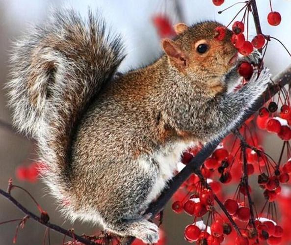 Squirrel on Tree Diamond Painting - diamond-painting-bliss.myshopify.com