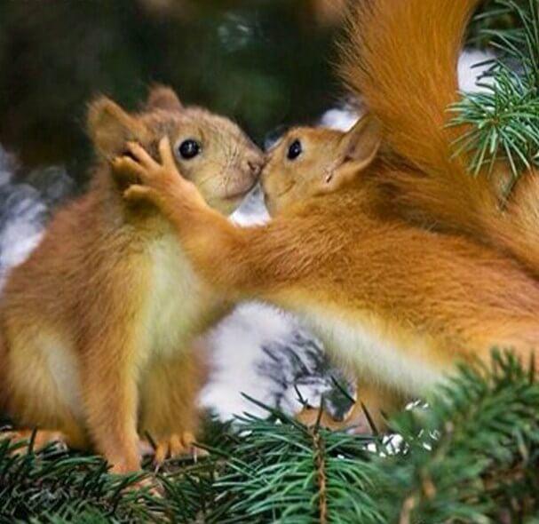 Squirrels in Love - diamond-painting-bliss.myshopify.com