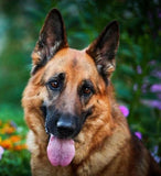 Staggering German Shepherd Dog - diamond-painting-bliss.myshopify.com