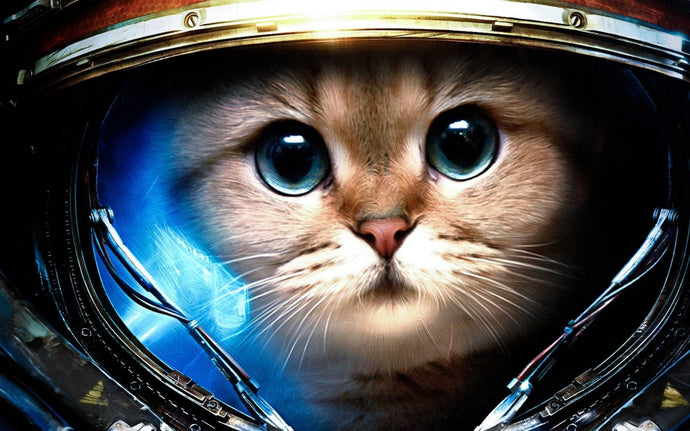 Star Craft Kitty Painting - diamond-painting-bliss.myshopify.com