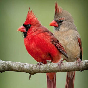 Stunning Cardinals Pair - diamond-painting-bliss.myshopify.com
