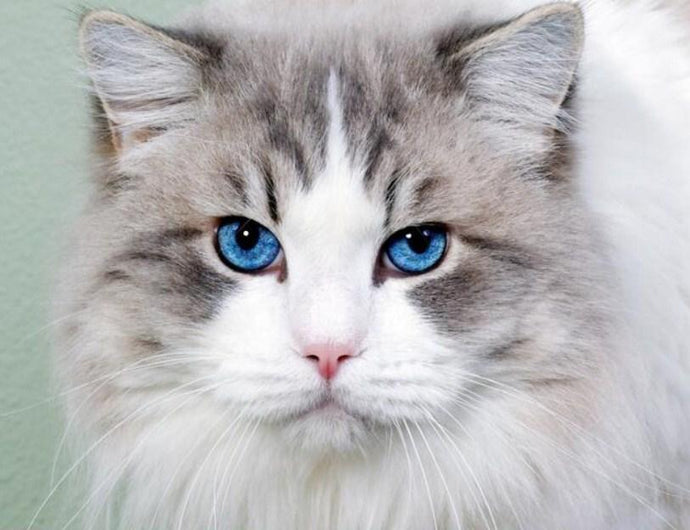 Stunning Cat with Blue Eyes - diamond-painting-bliss.myshopify.com