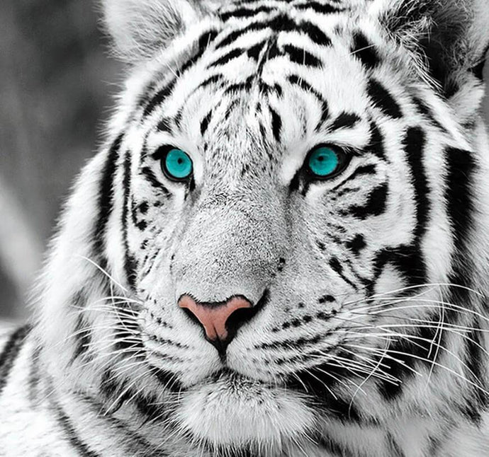 Stunning White Tiger - diamond-painting-bliss.myshopify.com