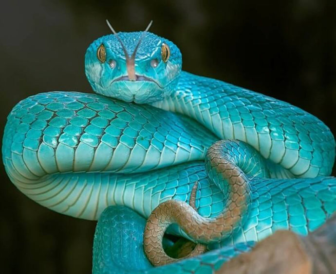 Sundas Lesser Island Pit Viper - diamond-painting-bliss.myshopify.com