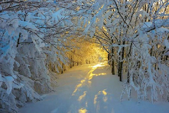 Sunshine in the Snowy Forest - diamond-painting-bliss.myshopify.com