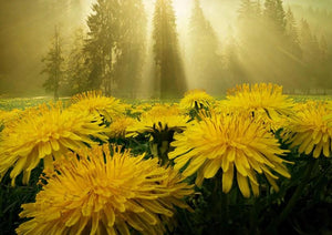 Sunshines on Sun Flowers - diamond-painting-bliss.myshopify.com