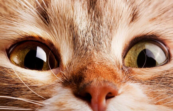 Super Cute Cat with Bubble Eyes - diamond-painting-bliss.myshopify.com
