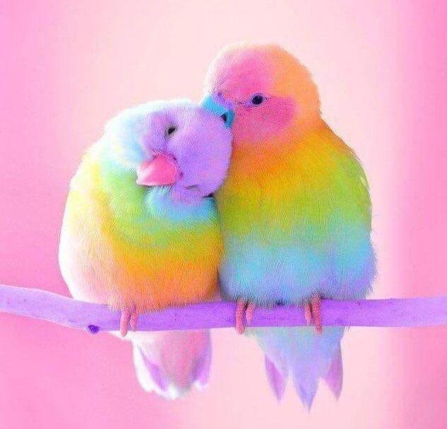 Sweet Birds Diamond Painting - diamond-painting-bliss.myshopify.com