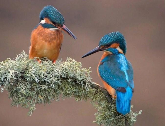 Sweet Kingfisher Pair - diamond-painting-bliss.myshopify.com