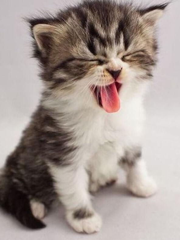 Sweet Kitten Yawning - diamond-painting-bliss.myshopify.com