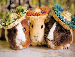 Three Guinea pigs in Hats - diamond-painting-bliss.myshopify.com