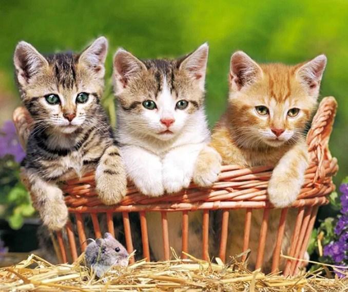 Three Lovely Kittens - Paint with Diamonds - diamond-painting-bliss.myshopify.com