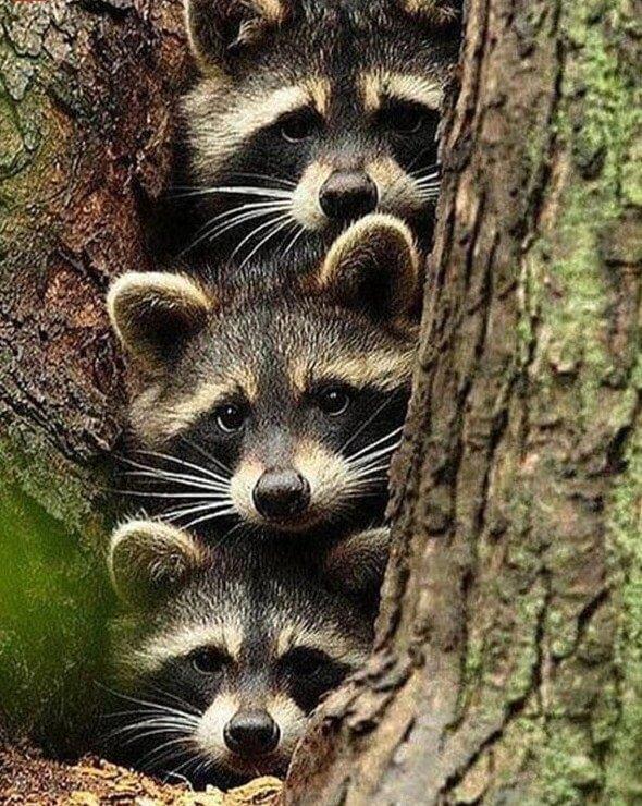 Three Raccoons Hiding in Tree - diamond-painting-bliss.myshopify.com