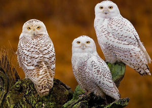 Three Stunning White Owls - diamond-painting-bliss.myshopify.com
