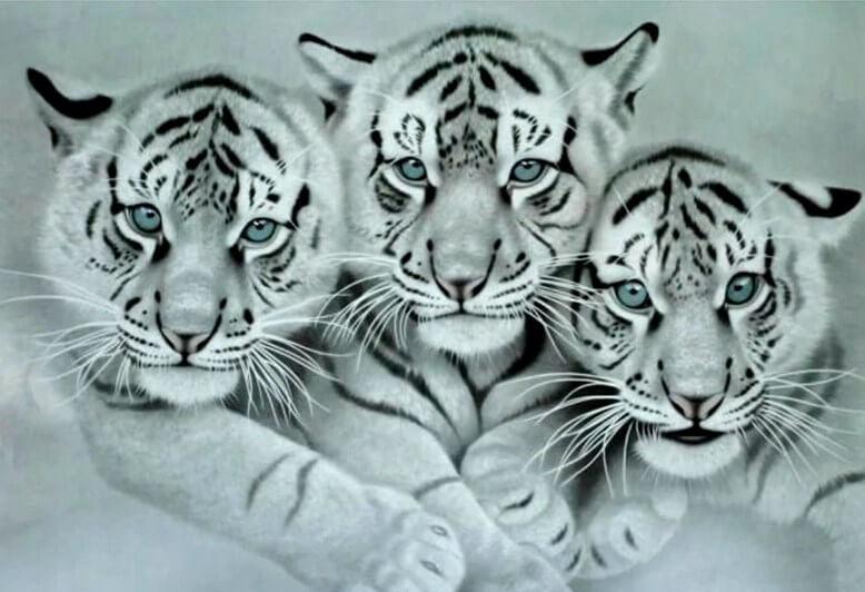 Three White Tigers - diamond-painting-bliss.myshopify.com