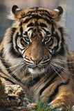 Tiger - diamond-painting-bliss.myshopify.com