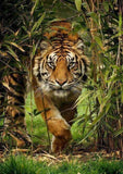 Tiger Running Out of Forest - diamond-painting-bliss.myshopify.com