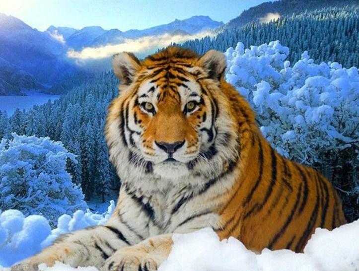 Tiger in the Snow Painting Kit - diamond-painting-bliss.myshopify.com